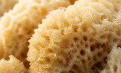 Sponge ASMR